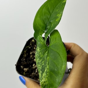 Syngonium Mojito