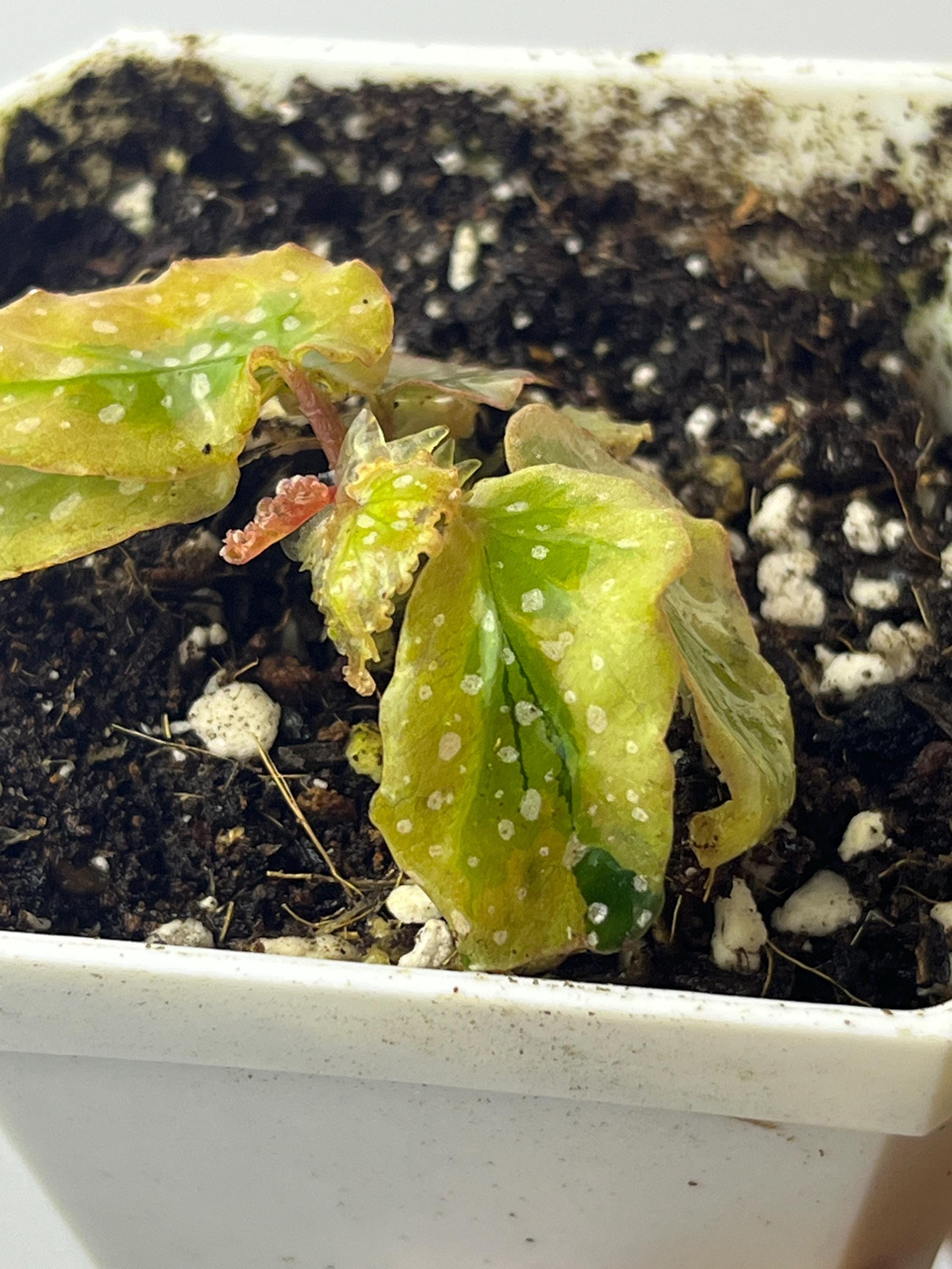 Begonia ‘Dainty Spray’ sport variegated Begonia Dainty Spray Sport Variegated - Etsy