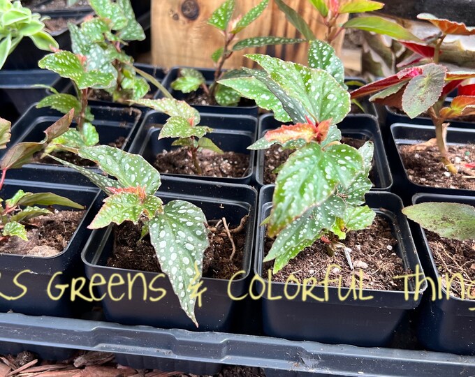 Angel Wing Begonia Medora mini Etsy