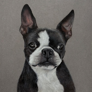 Custom Coloured Pencil Pet Portraits