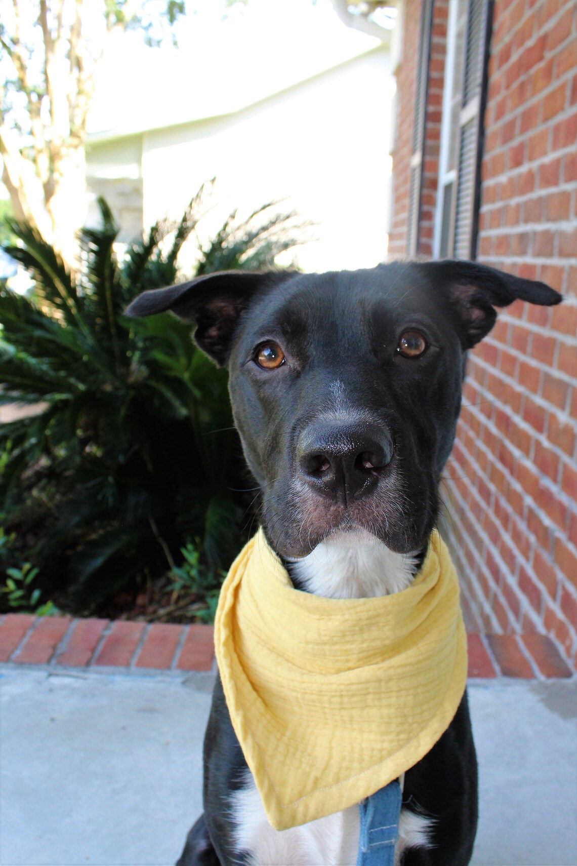 Dog Bandana Pet Bandana Snap On Bandana Yellow Bandana Etsy