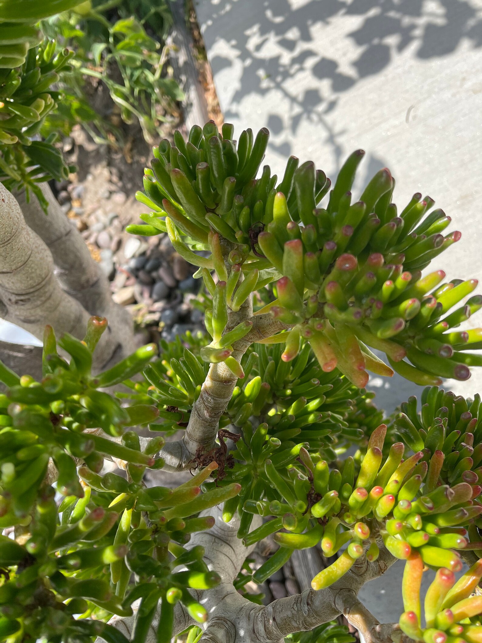 Ogre Ears Jade Plant Gollum Plant Jade Fingers Cutting Etsy