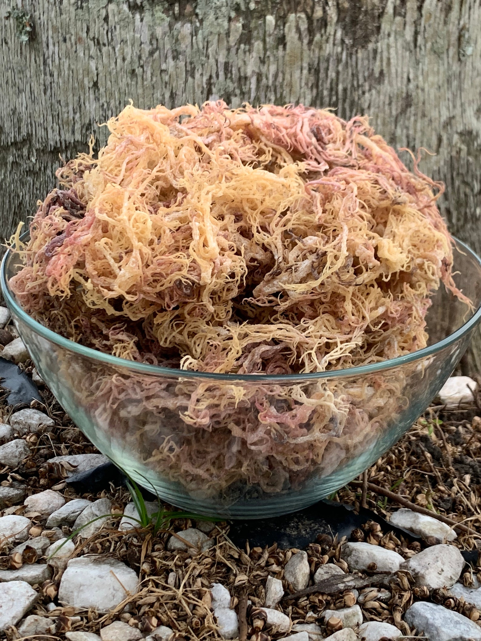 Buy Raw Caribbean Sea Moss Gold/purple & Purple/gold , Full Spect, E