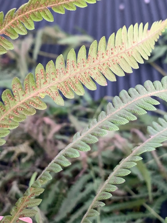 Kalawalla Herb / Fern / Thelypteris Kunthii / Polypodium Etsy