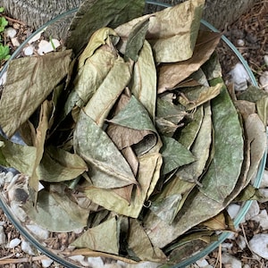 Soursop Leaves Wild Crafted Annona muricata Guanabana Graviola