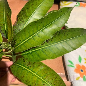 Organic Fresh Mango Leafs Wildcrafted in Grenada