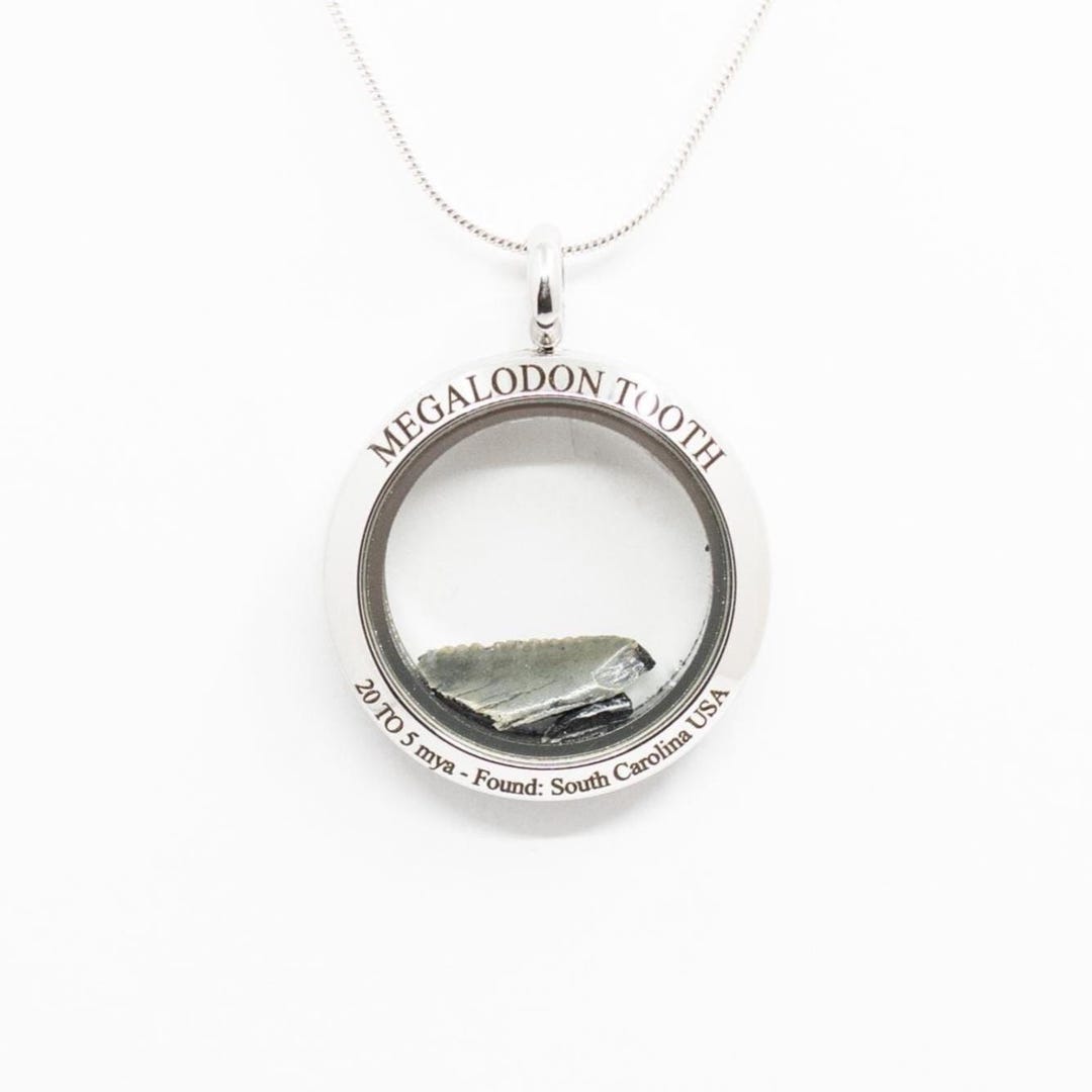 メガロドン/サメ/化石/歯/ネックレス Amazon.co.jp: メガロドン 加工 歯 化石 ペンダント ネックレス 海洋