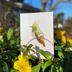 Rufous-crested Coquette: Mini Hummingbird Shimmery Art Print