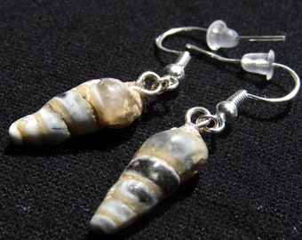 Tumble Polished Agatized Fossil Replacement Gastropod "Horn Snail" POTAMIDIDAE Shells on .925 Silver Earrings