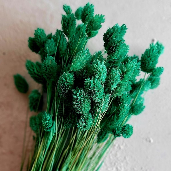 Phalaris Grass Green, Dried Flowers, Dried Wedding Flowers, Natural Real Flowers, DIY Floral Arrangements, Cannary Grass