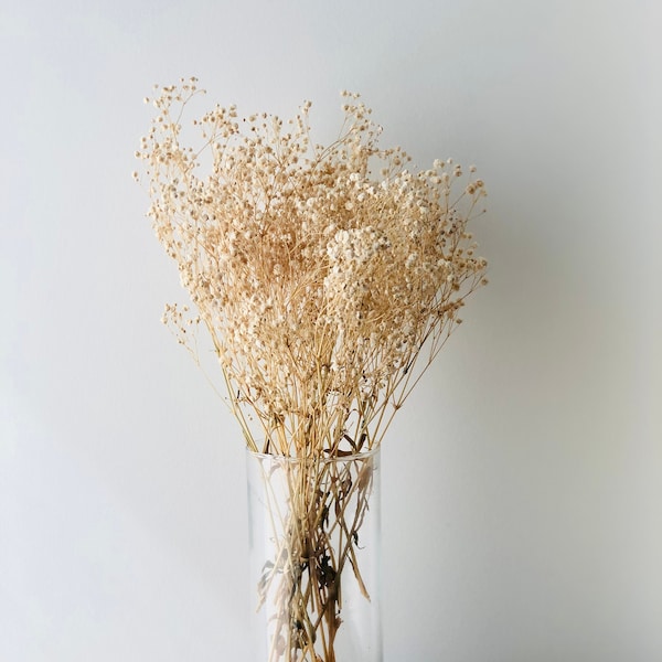 Baby's Breath, Gypsophila Preserved Natural Color, Dried Flowers, Dried Plants, DIY Flower Arrangements, photo shows the exact amount