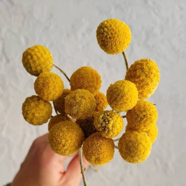 Craspedia 20 tiges, Naturel, Jaune, Billy Buttons, Billy Balls, Fleur séchée naturelle, Bouquet de mariage bricolage, Arrangements floraux bricolage