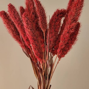 Dried Setaria Grass - Wine Color, Dried Flowers, Dyed Grass, Dried Plants, Natural Grass