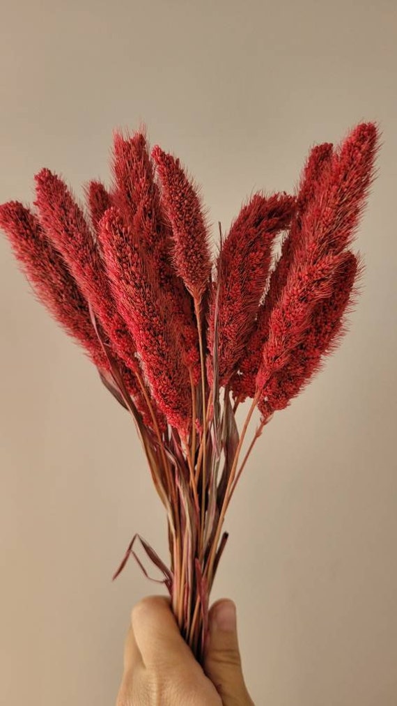 Dried Setaria Grass Wine Color, Dried Flowers, Dyed Grass, Dried Plants,  Natural Grass 