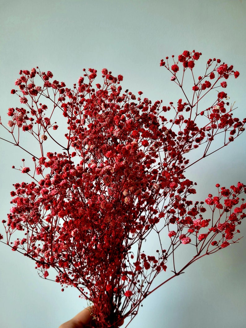 May include: A bouquet of dried baby's breath flowers in a vibrant red color. The flowers are arranged in a cluster, with delicate stems and small, round blooms.