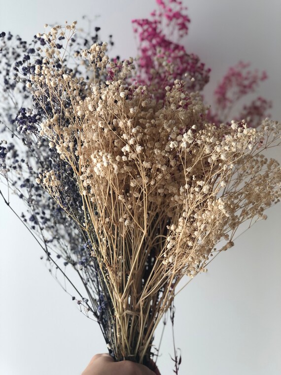 Dried & Preserved Baby's Breath (Gypsophilia) - Dry Supply