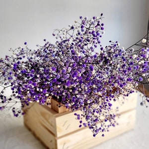 Baby's Breath, Gypsophila Preserved Purple Color, Dried Flowers, Dried Plants, DIY Flower Arrangements, Purple Babys Breath image 1