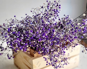 Baby's Breath, Gypsophila Preserved Purple Color, Dried Flowers, Dried Plants, DIY Flower Arrangements, Purple Babys Breath