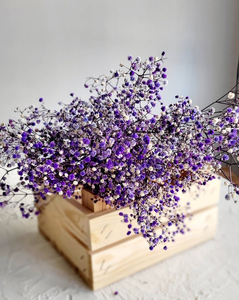 Baby's Breath, Gypsophila Preserved Purple Color, Dried Flowers, Dried Plants, DIY Flower Arrangements, Purple Babys Breath image 1