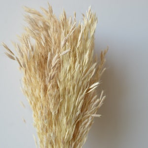 Bulk Dried Plume Reed, 5 Bunches, Ivory Plume, Dried Oat Bunch, Filler Grass Wholesale, Floral Arrangement Grass, DIY Flower Arrangements