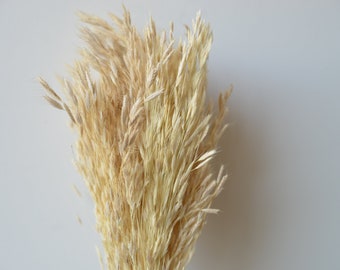 Bulk Dried Plume Reed, 5 Bunches, Ivory Plume, Dried Oat Bunch, Filler Grass Wholesale, Floral Arrangement Grass, DIY Flower Arrangements