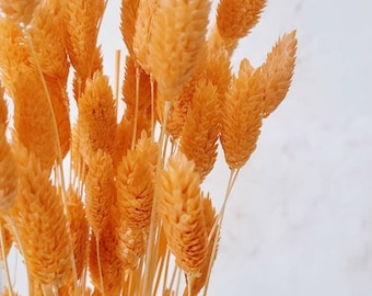 Orange Dried Phalaris Grass: Boho Wedding Flowers, Home Decor (40 pcs)