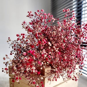 Baby's Breath, Gypsophila Preserved Red Color, Dried Flowers, Dried Plants, DIY Flower Arrangements, Red Babys Breath