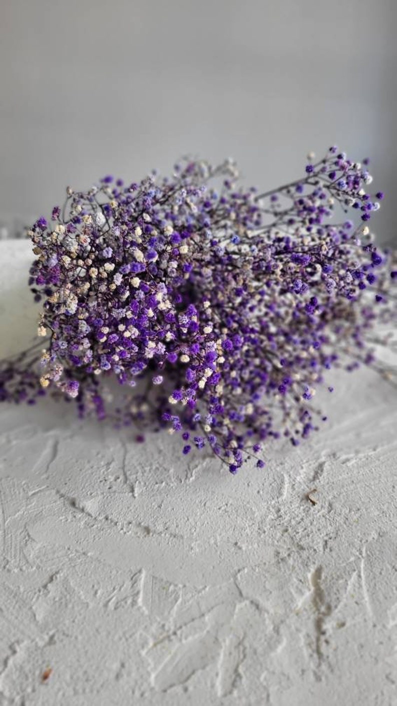 Baby's Breath, Gypsophila Preserved Purple Color, Dried Flowers, Dried Plants, DIY Flower Arrangements, Purple Babys Breath image 4