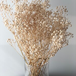 May include: A bouquet of dried baby's breath flowers in a clear glass vase. The flowers are a light beige color and have a delicate, feathery texture.