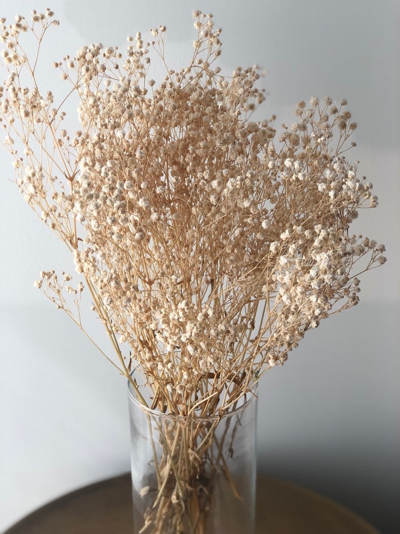 May include: A bouquet of dried baby's breath flowers in a clear glass vase. The flowers are a light beige color and have a delicate, feathery texture.