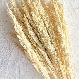 Dried Grass, Cream Dried Flowers, Wedding flowers, Natural Real Flowers, Cream Dried Flower