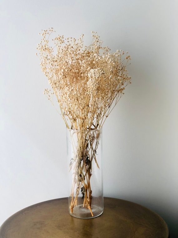 Baby's Breath, Gypsophila Preserved Natural Color, Dried Flowers