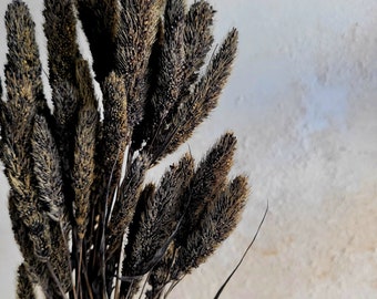 Dried Setaria Grass, Grey Color Dried Flowers, Dried Seteria, Dried Plants, Millet Grass, Foxtail Millet, Grey