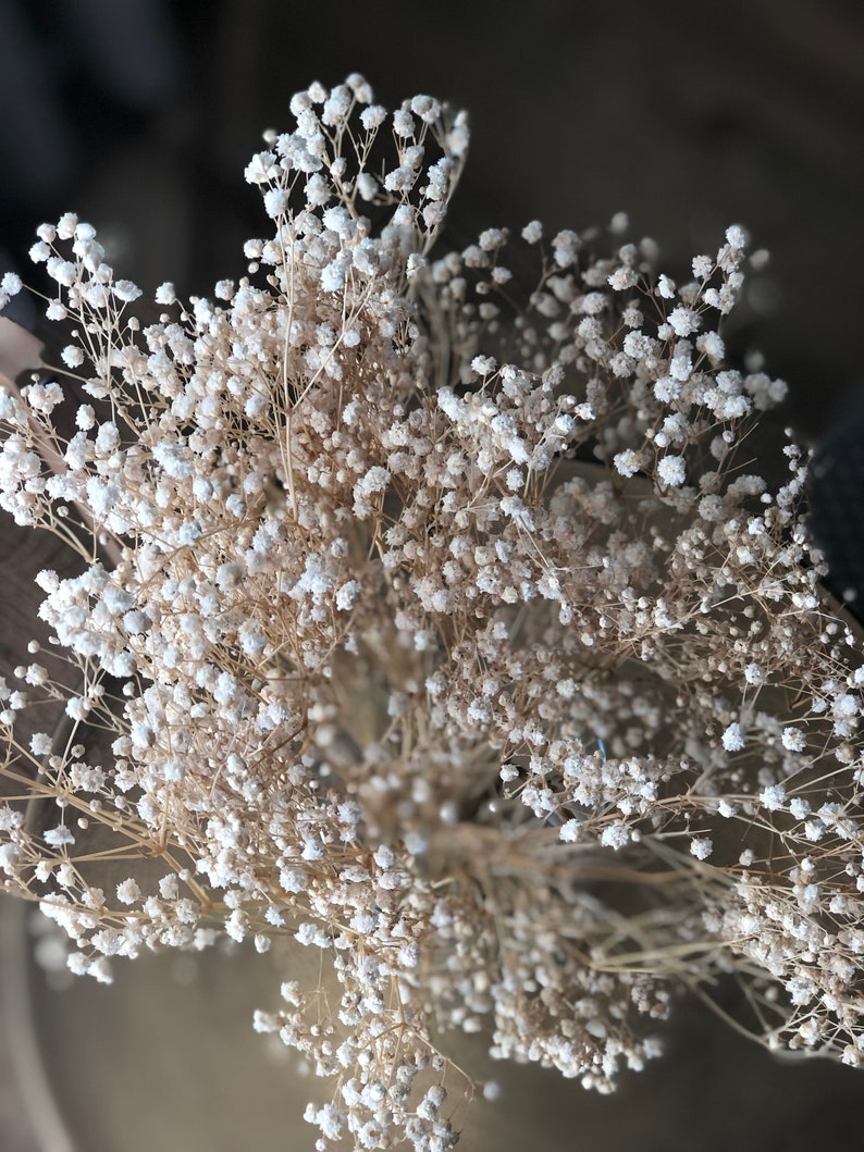 May include: A bouquet of dried baby's breath flowers with delicate white blooms and thin stems.