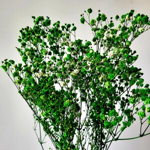 May include: A bunch of green baby's breath flowers with small white blooms.