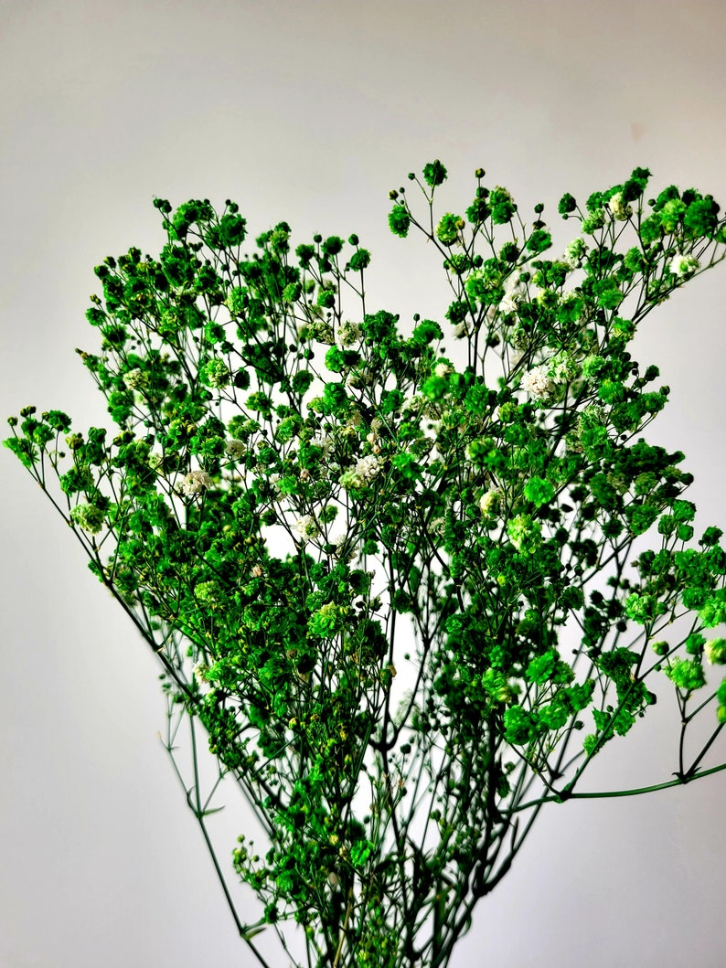 May include: A bunch of green baby's breath flowers with small white blooms.