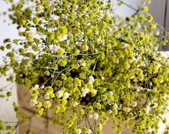 Baby's Breath, Gypsophila Preserved Light Green Color, Dried Flowers, Dried Plants, DIY Flower Arrangements, Orange Babys Breath