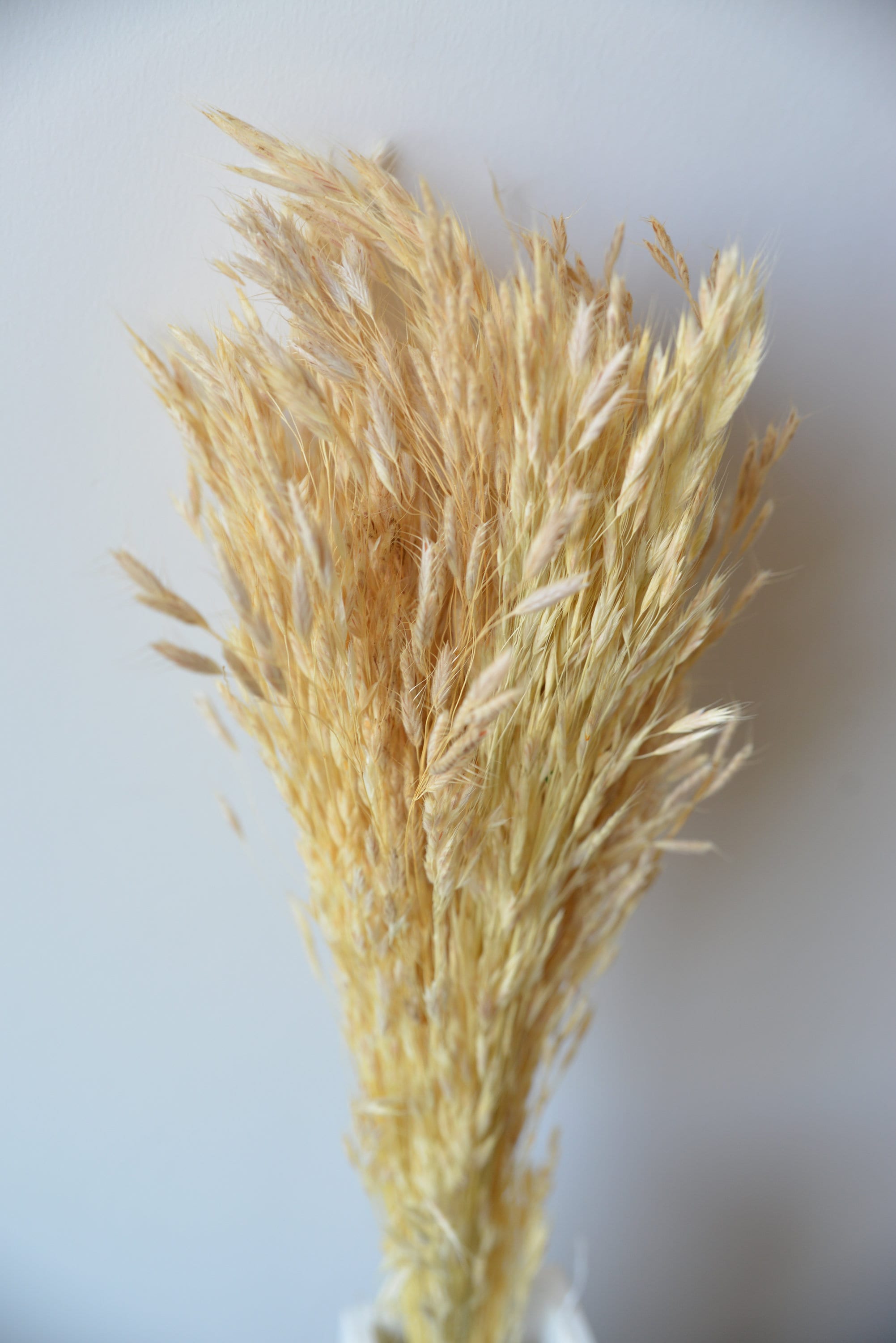 Ivory Reed Turf Ivory Dried Plume Reed: Bulk Floral Arrangement Grass - Etsy