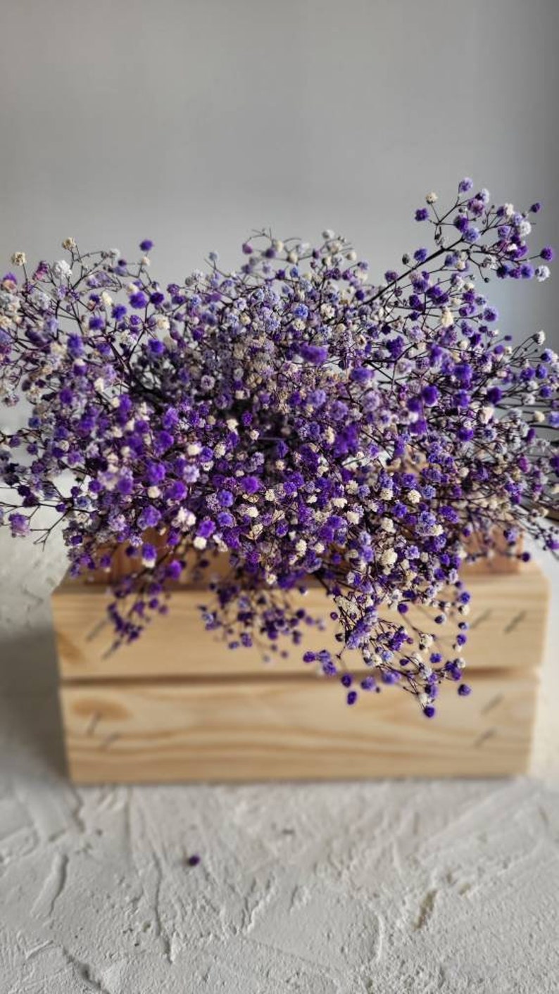 Baby's Breath, Gypsophila Preserved Purple Color, Dried Flowers, Dried Plants, DIY Flower Arrangements, Purple Babys Breath image 2