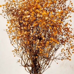 Baby&#39;s Breath, Gypsophila Preserved Orange Color, Dried Flowers, Dried Plants, DIY Flower Arrangements, Orange Babys Breath