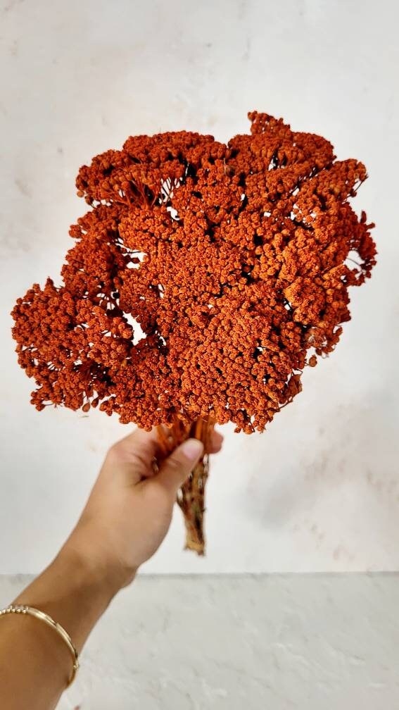 Dried Yarrow Flower Dried Flower Orange Color Floral Etsy