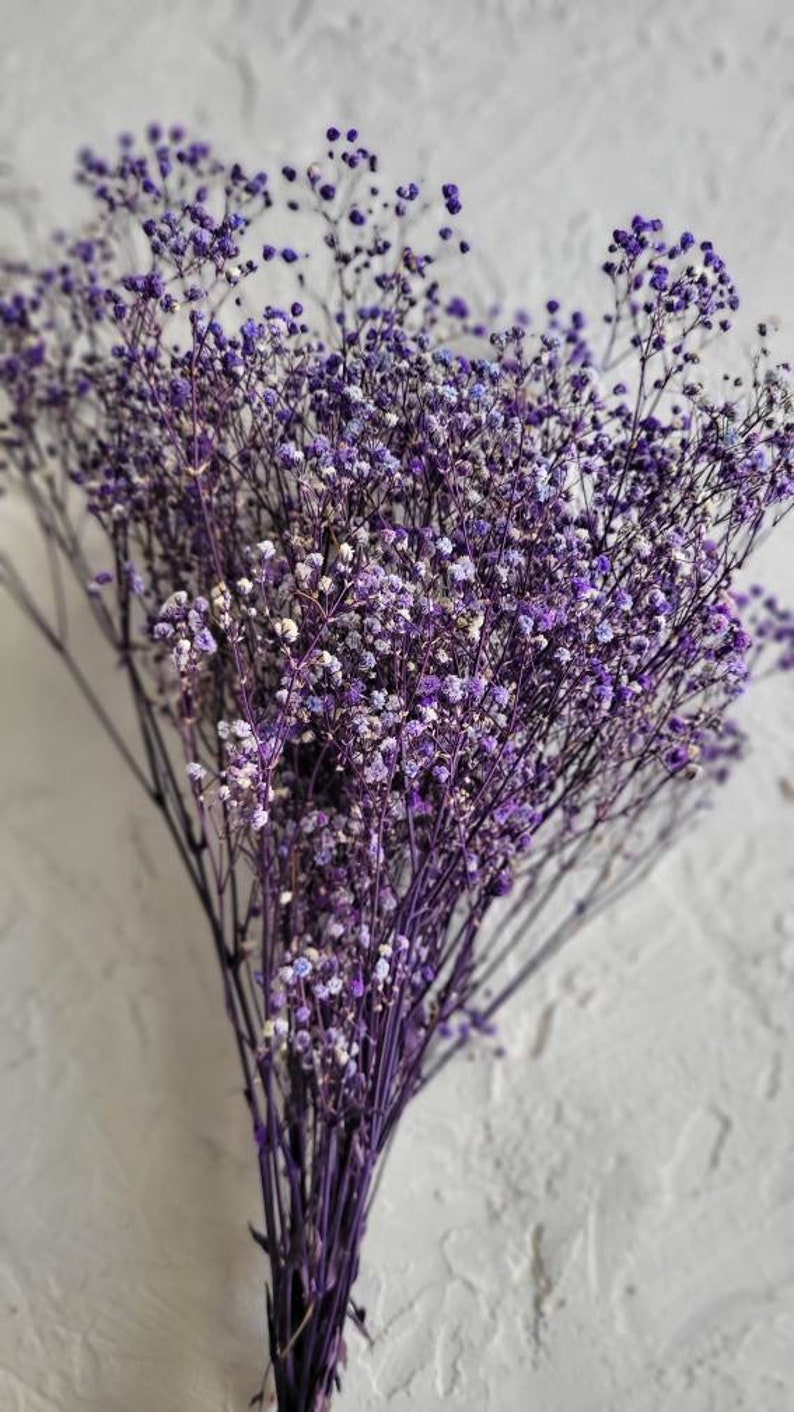 Baby's Breath, Gypsophila Preserved Purple Color, Dried Flowers, Dried Plants, DIY Flower Arrangements, Purple Babys Breath image 3
