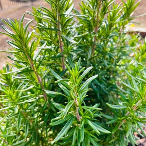 Fresh Rosemary, Rosemary for Cooking, Organic Rosemary, Non GMO, Home Grown Rosemary, Product in the USA Rosemary Remedy herbs