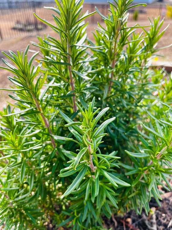 Fresh Rosemary Rosemary for Cooking Organic Rosemary Non Etsy