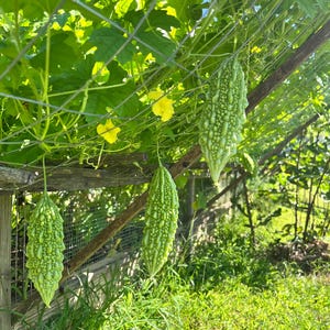 Organic Bitter Melon Seeds, Non GMO Chinese Bitter Melon Seeds, Bitter Melon Seeds, Seeds