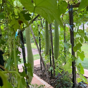 Può includere: Primo piano di un lussureggiante giardino verde con zucche lunghe, sottili e di colore verde chiaro che crescono su un pergolato. Le zucche pendono dal pergolato e sono circondate da foglie verdi.