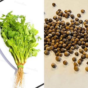 Organic Cilantro Seeds, Cilantro Seeds, Asian Cilantro Seeds, Ngò, Mùi Ta, Ngò Rí, Ngò, Non Gmo Cilantro Seeds, Coriander Seeds, Coriander