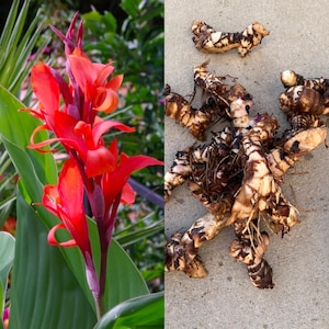 Rode Kanna Black Knight-bollen, Canna Indica, Canna Black Knight, Klaar om Canna-bollen te planten, Kanna Lelie, Canna Lelie, Lelie, Kweek je eigen