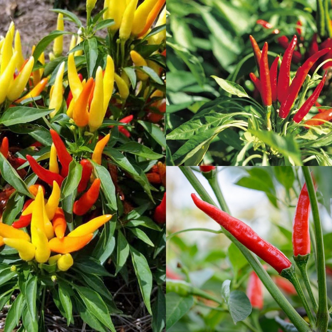 Organic Assorted Chili Peppers, Non GMO Thai Mexico Pepper Seeds, Chili