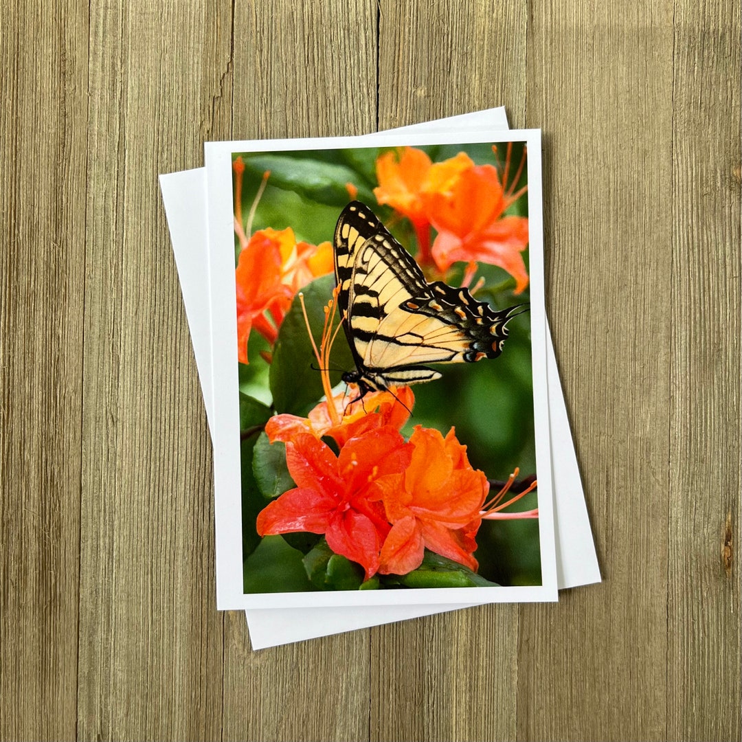 Eastern Tiger Swallowtail on a Flame Azalea | Blank Notecard + Envelope ...
